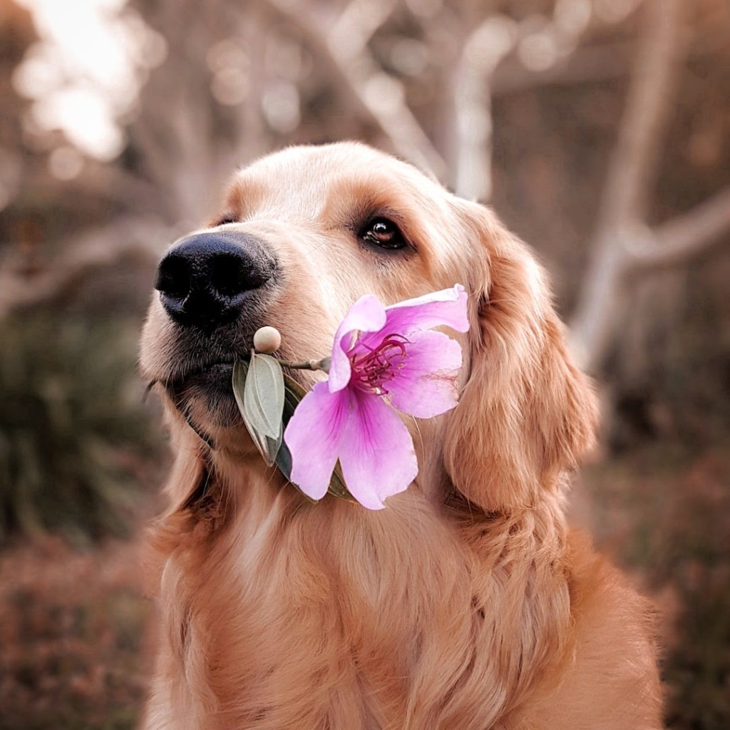 Dog with flower in his mouth