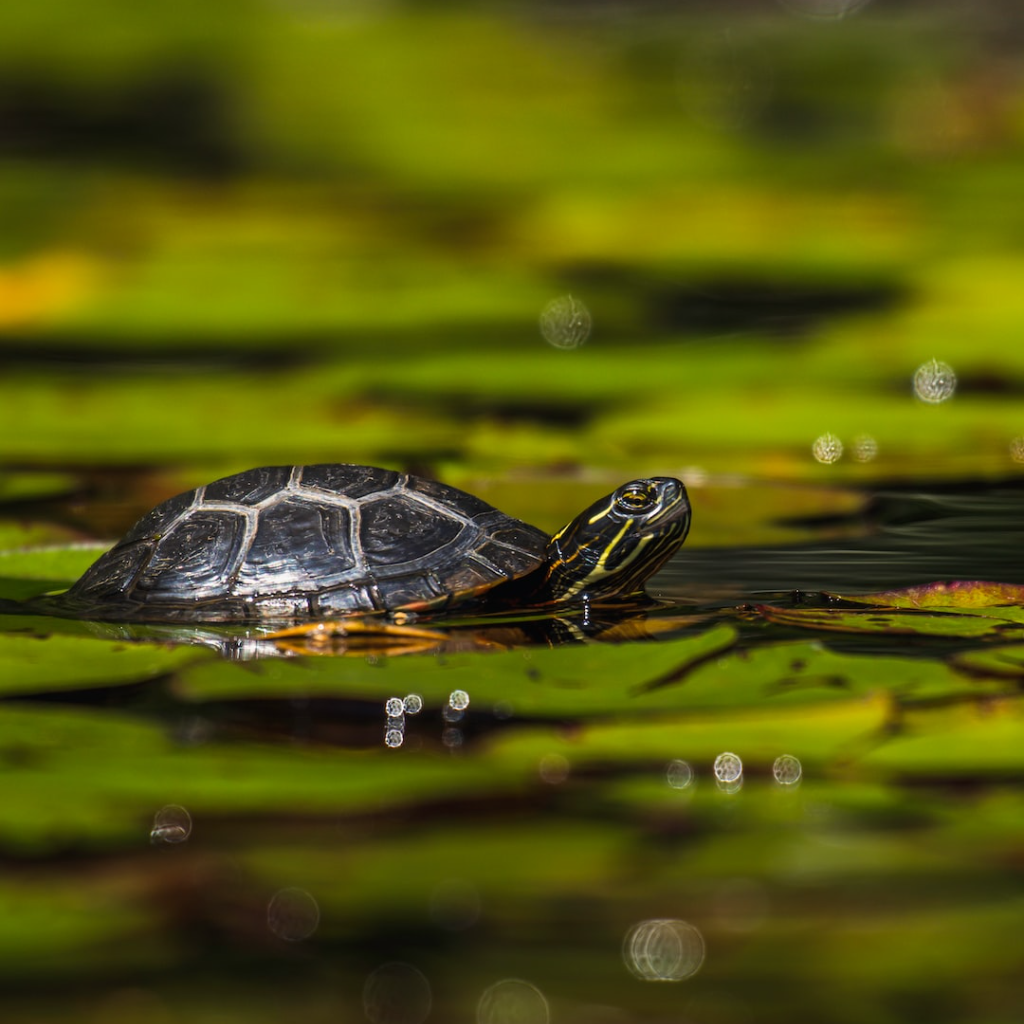 Turtle in a lake water