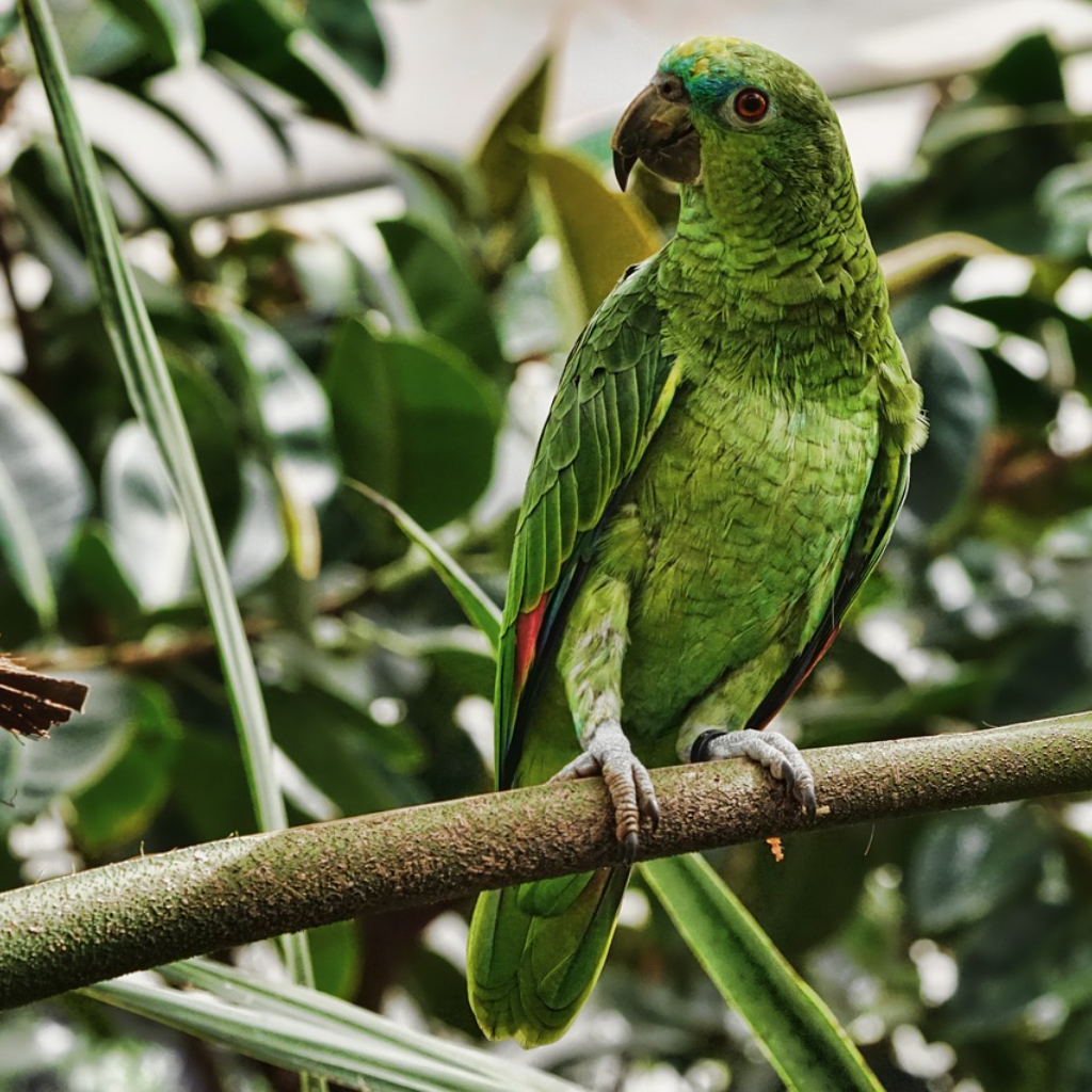 Parrot sitting on a tree