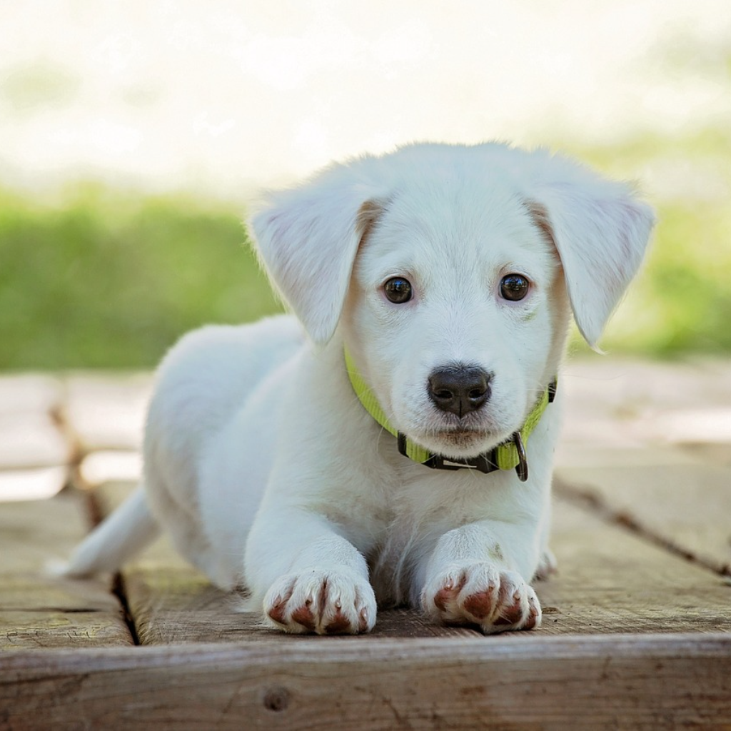 white dog sitting on a path