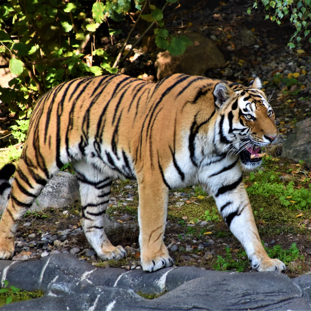 Tiger walking in a zoo